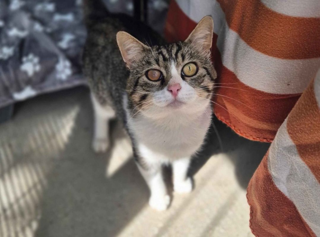 Alfred - Chat Européen à adopter