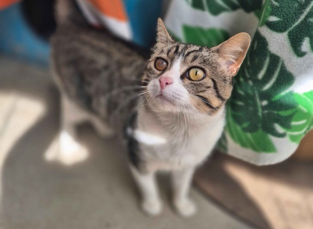 Alfred - Chat Européen à adopter - photo 2