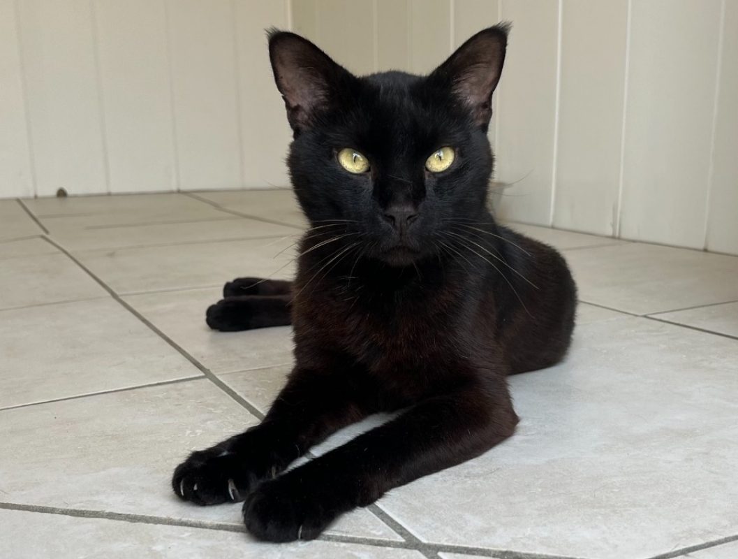Nocturne - Chat Européen à adopter