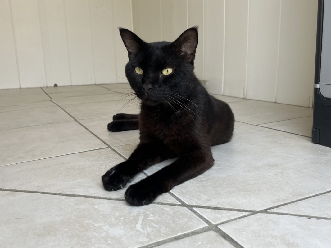 Nocturne - Chat Européen à adopter - photo 2