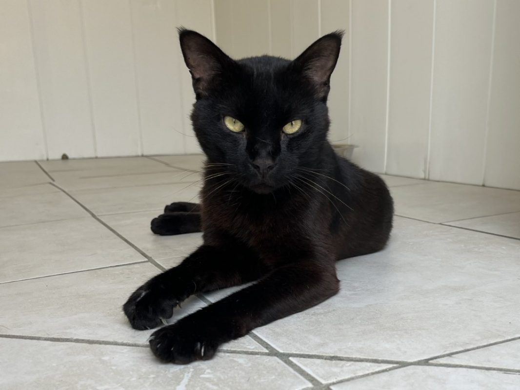 Nocturne - Chat Européen à adopter - photo 4