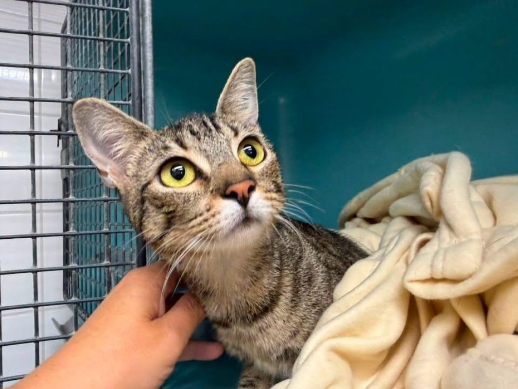 Gabby - Chat Européen à adopter
