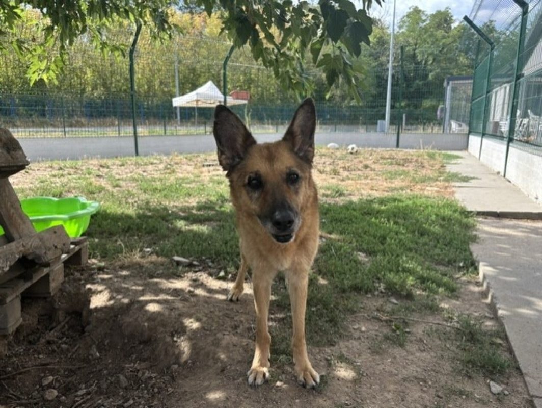 Hawai - Chien Berger Belge Malinois à adopter