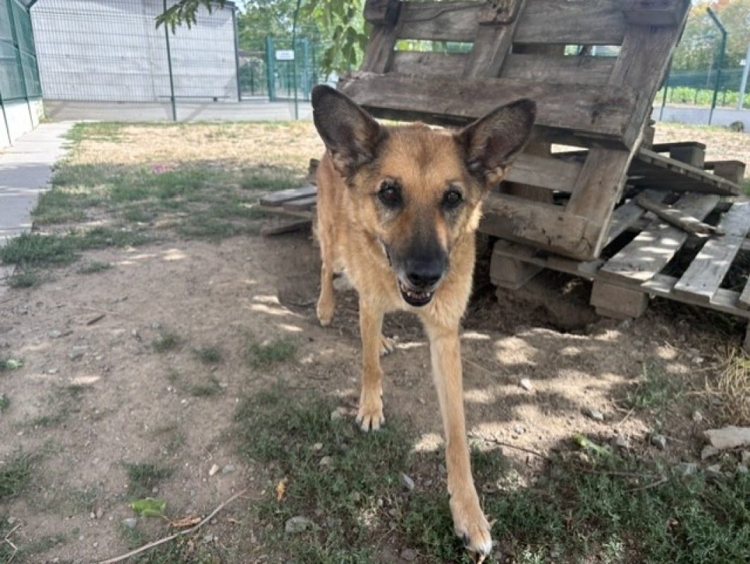 Hawai - Chien Berger Belge Malinois à adopter - photo 2