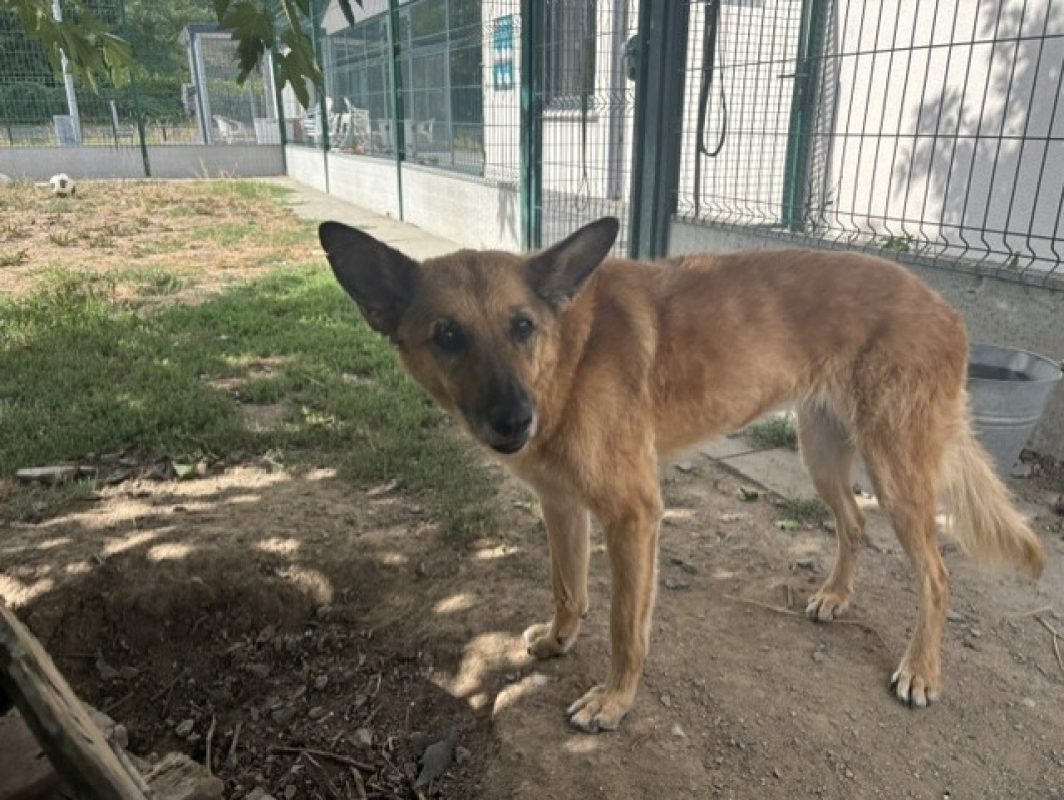 Hawai - Chien Berger Belge Malinois à adopter - photo 3