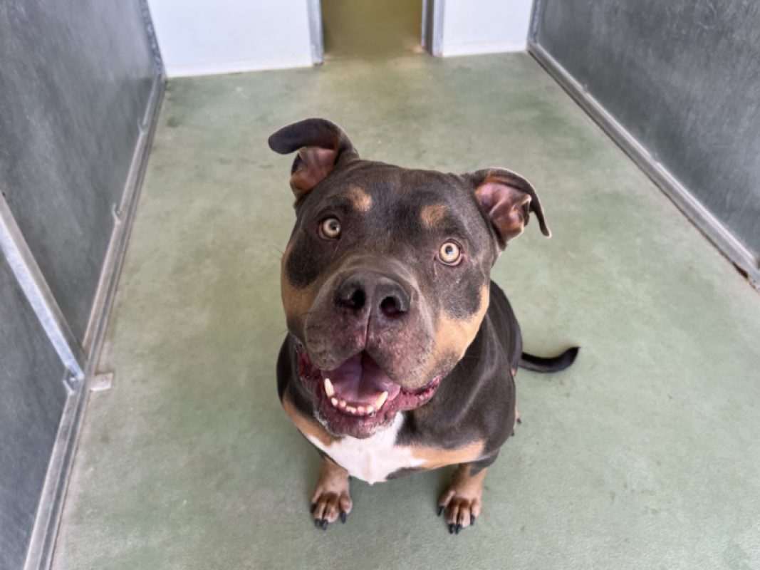 Sully - Chien American Bully à adopter