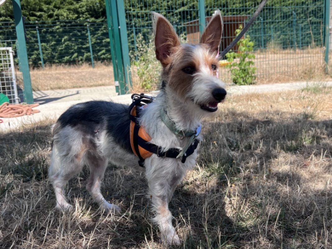 Milou - Chien à adopter
