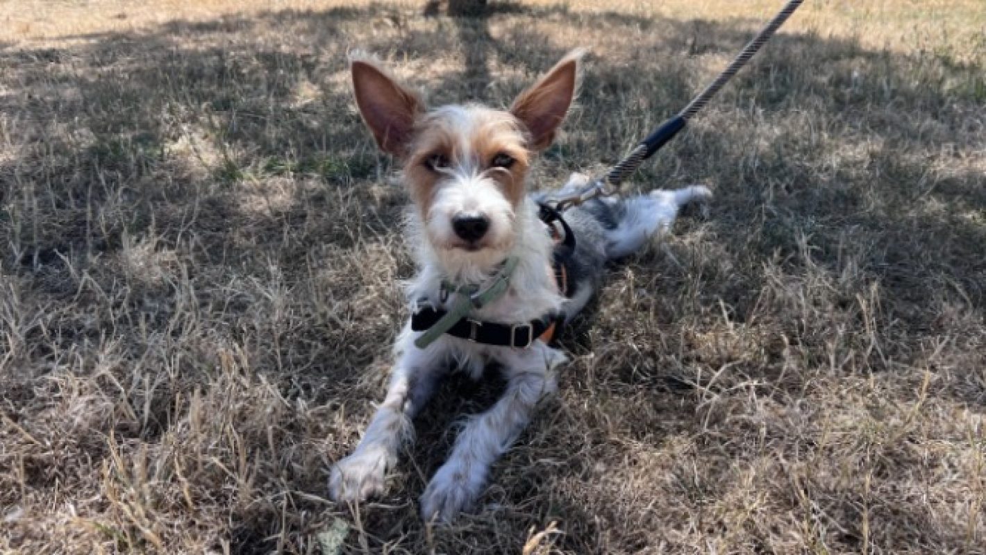 Milou - Chien à adopter - photo 2