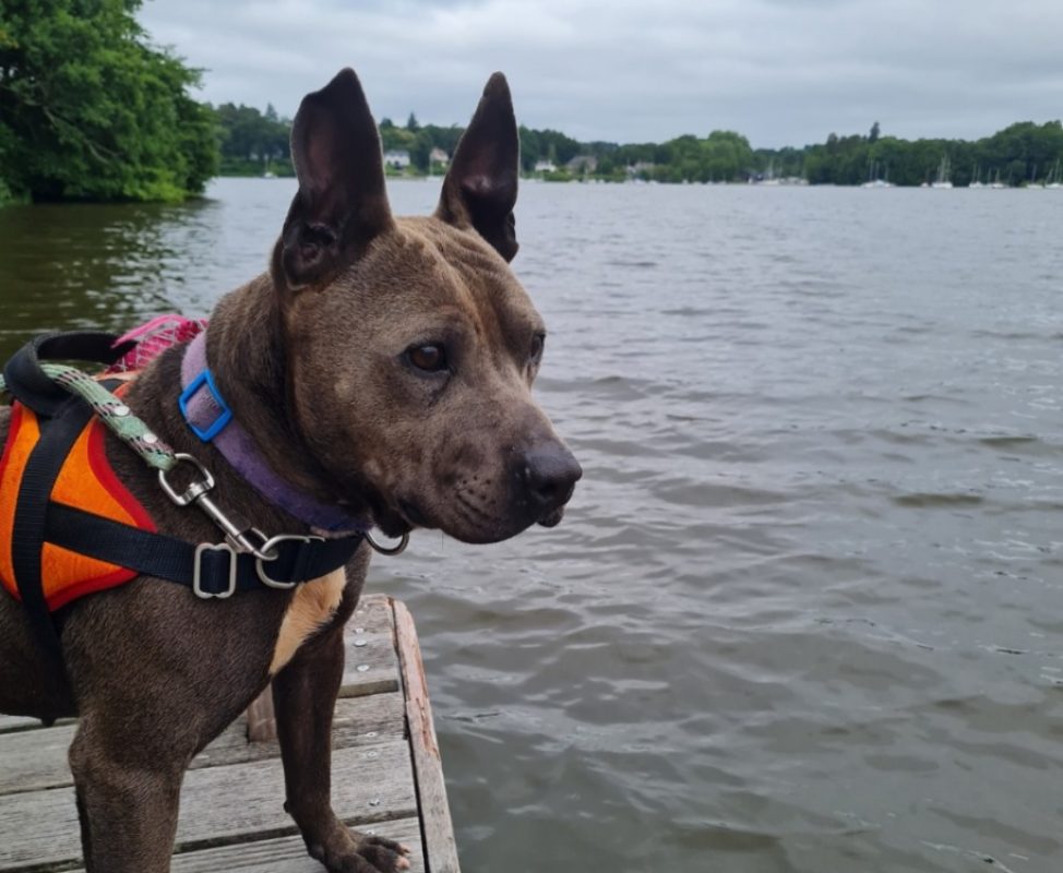 Bilbo - Chien à adopter