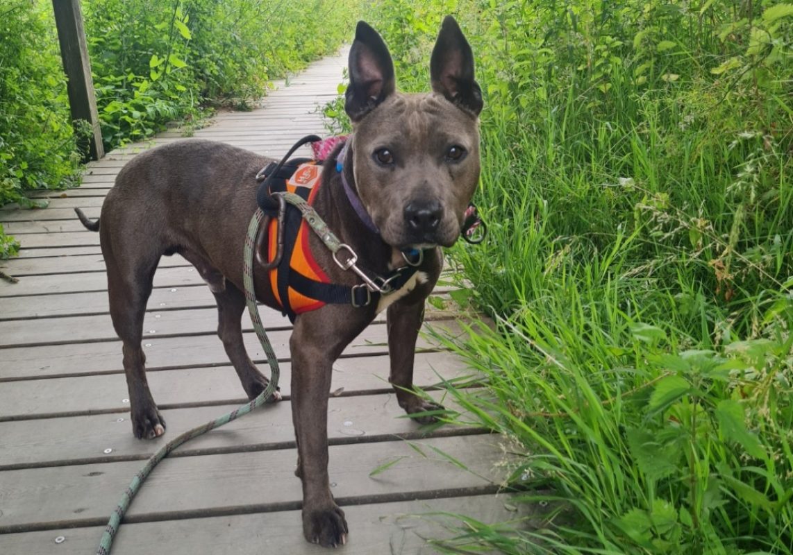 Bilbo - Chien à adopter - photo 2
