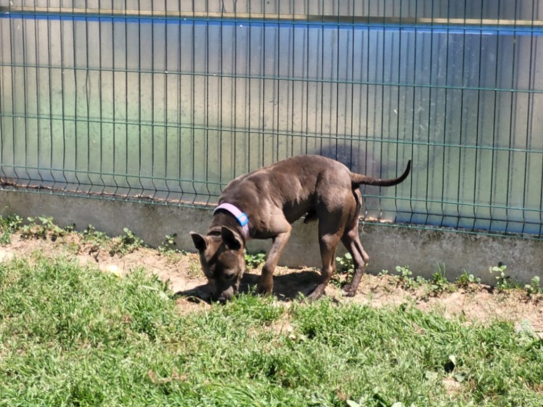 Bilbo - Chien à adopter - photo 6