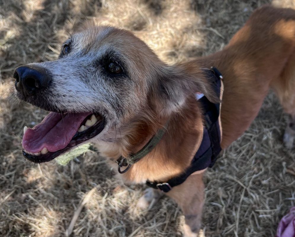 Cruz - Chien Epagneul Allemand à adopter