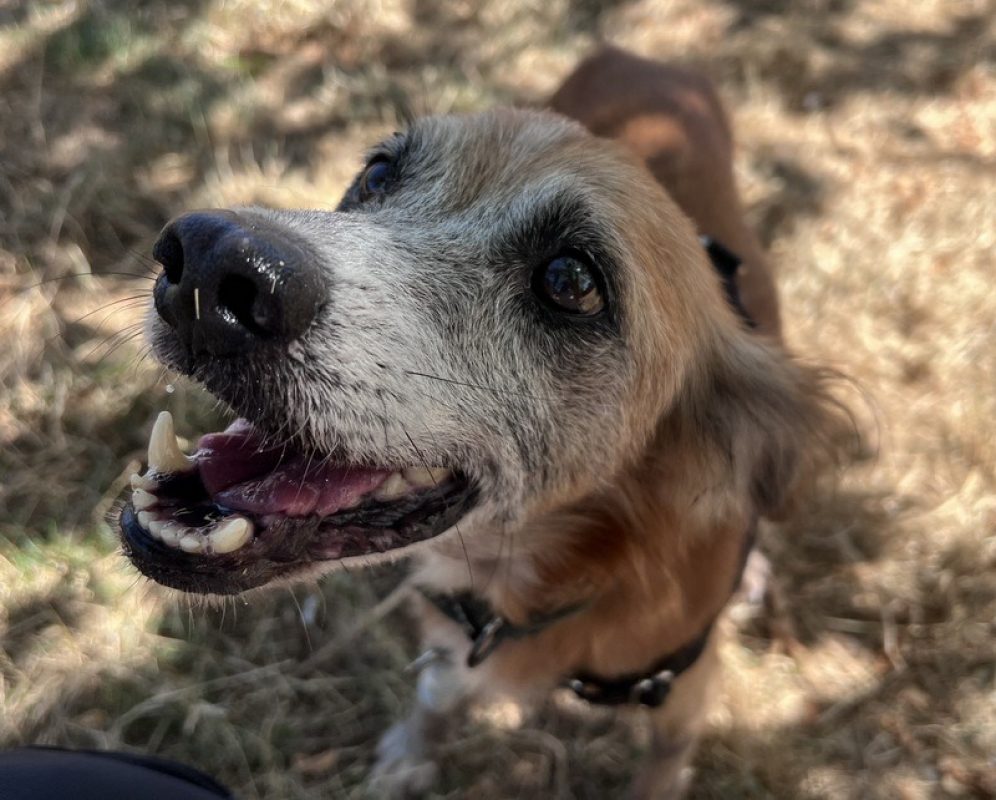 Cruz - Chien Epagneul Allemand à adopter - photo 2
