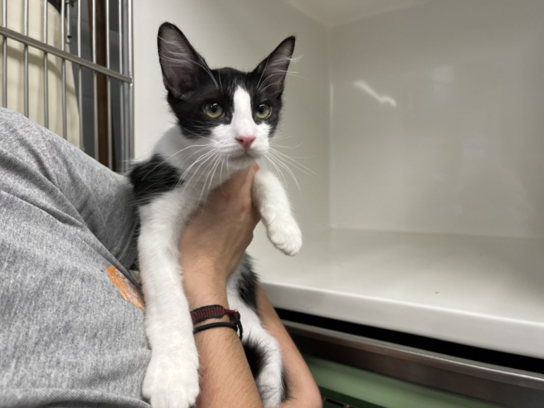 Boule - Chat Européen à adopter