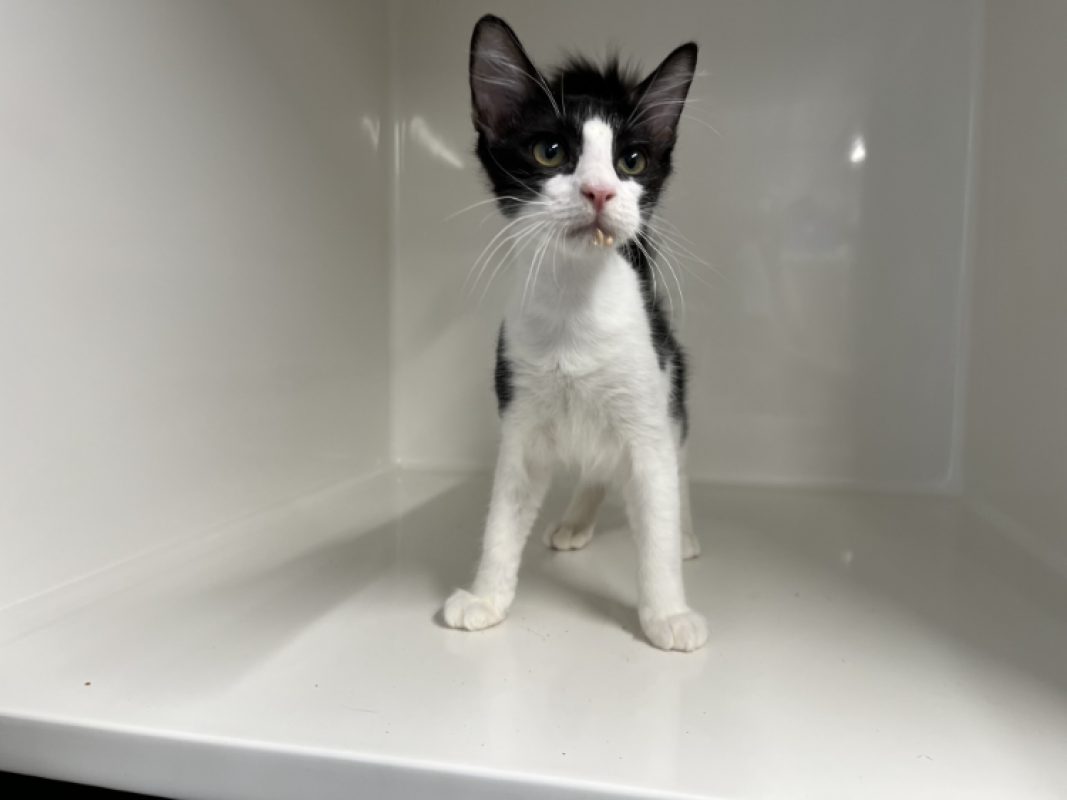 Boule - Chat Européen à adopter - photo 2