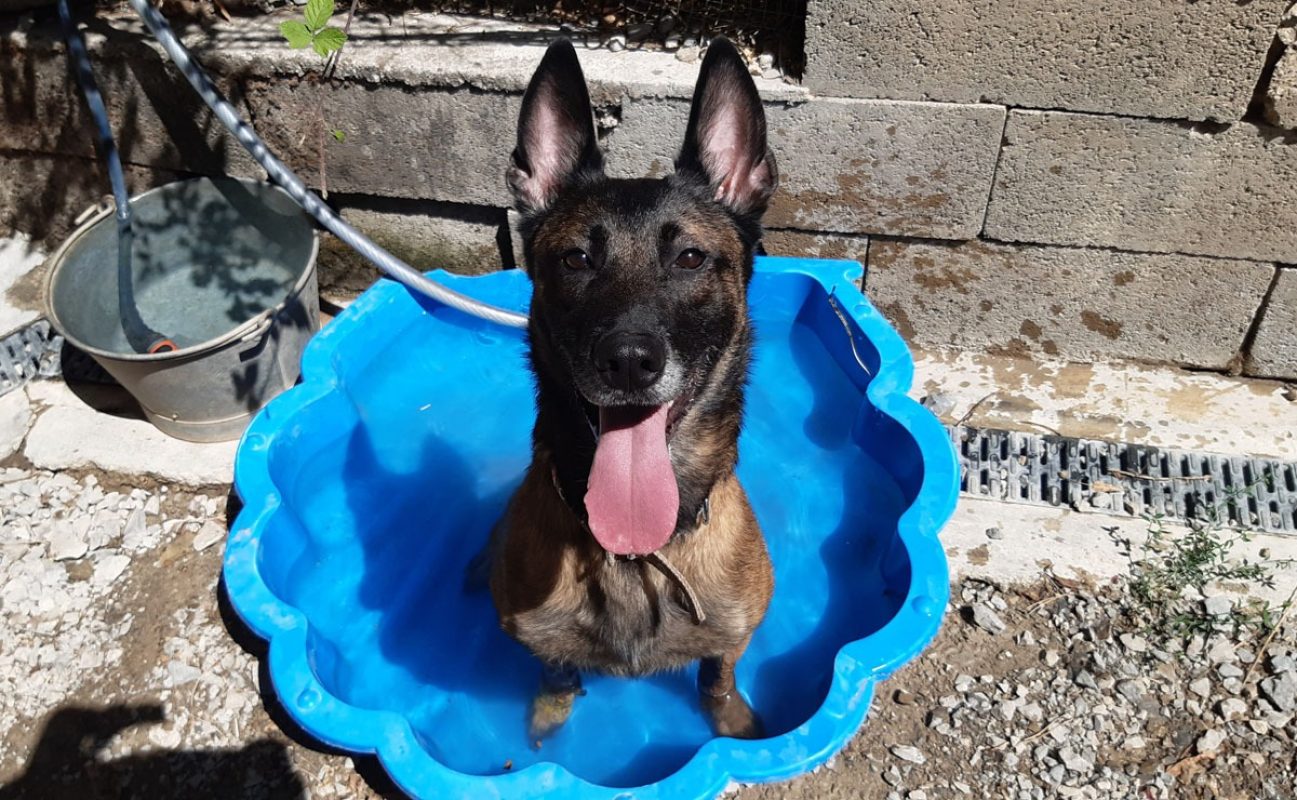 Daisy - Chien Berger Belge Malinois à adopter