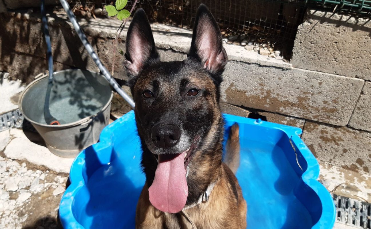 Daisy - Chien Berger Belge Malinois à adopter - photo 2