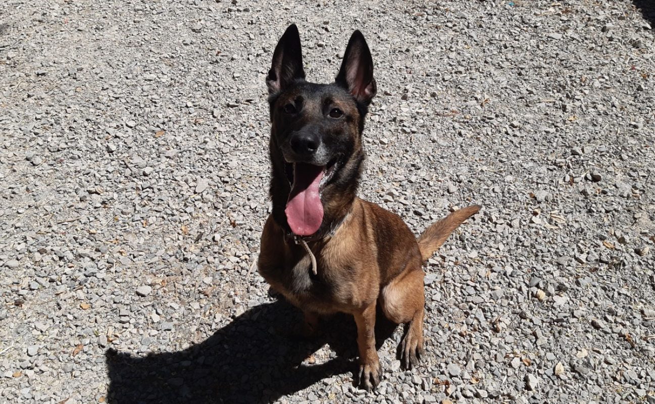Daisy - Chien Berger Belge Malinois à adopter - photo 3