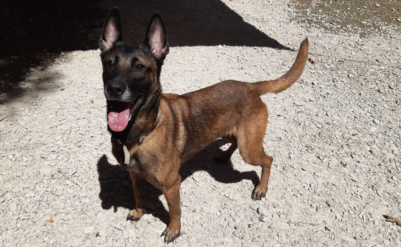 Daisy - Chien Berger Belge Malinois à adopter - photo 4