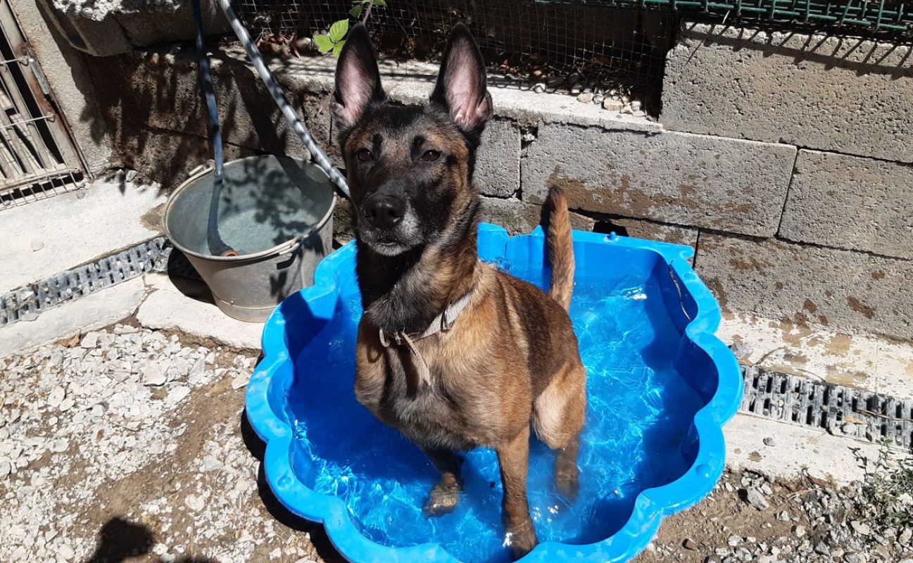Daisy - Chien Berger Belge Malinois à adopter - photo 5