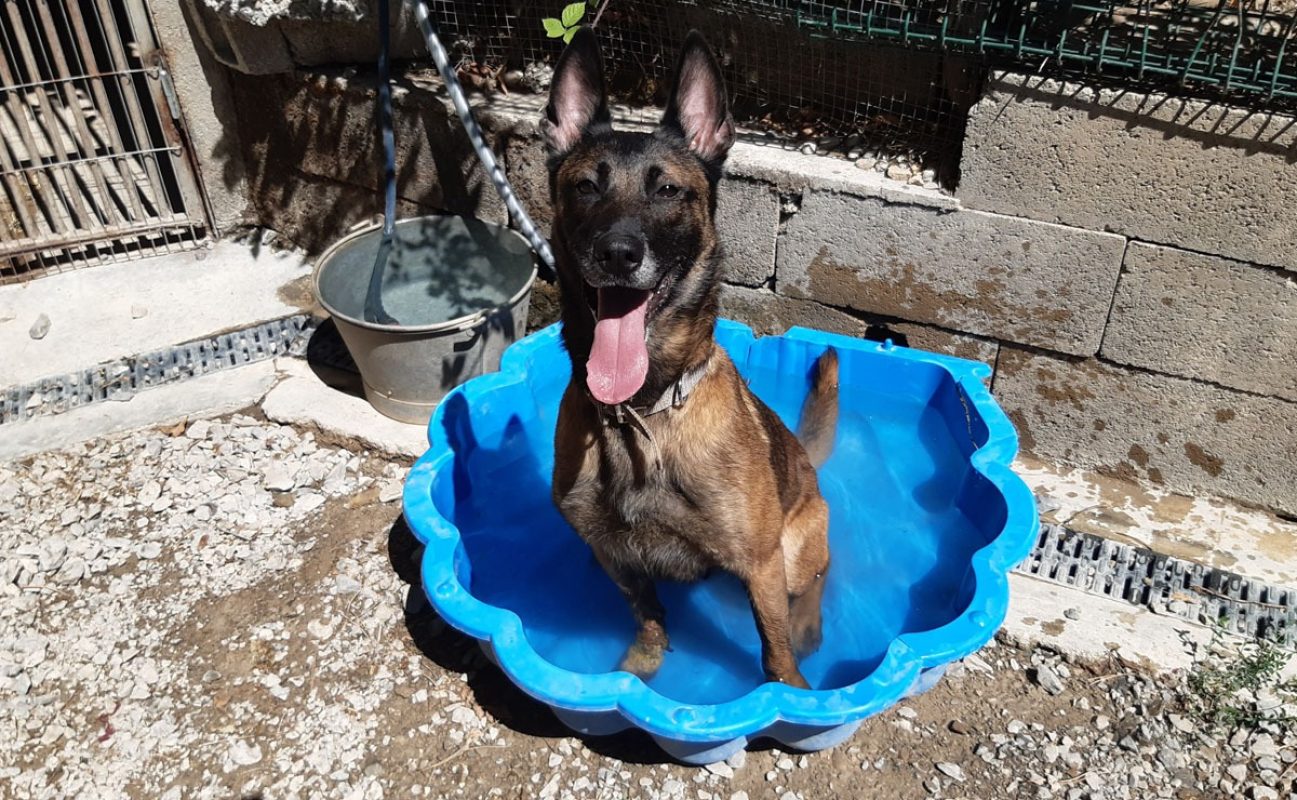 Daisy - Chien Berger Belge Malinois à adopter - photo 7