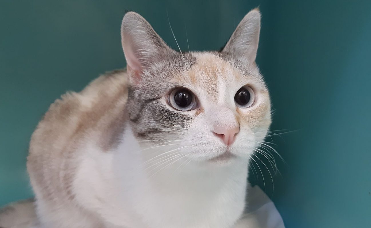 Wendy - Chat Ragdoll à adopter