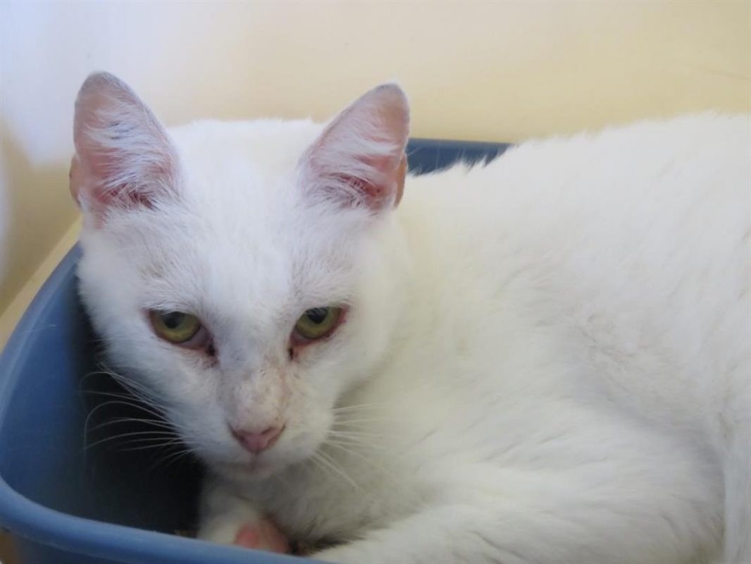 Neige - Chat Européen à adopter
