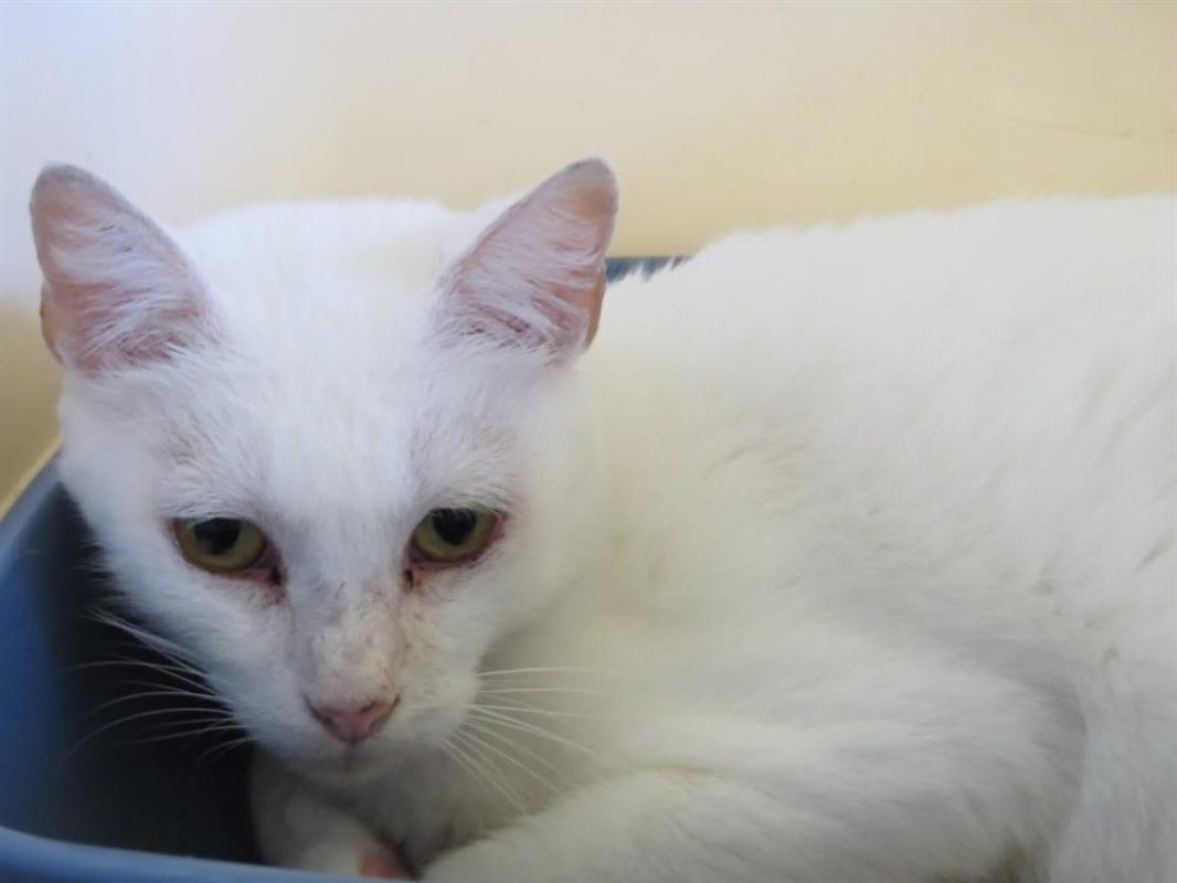 Neige - Chat Européen à adopter - photo 2