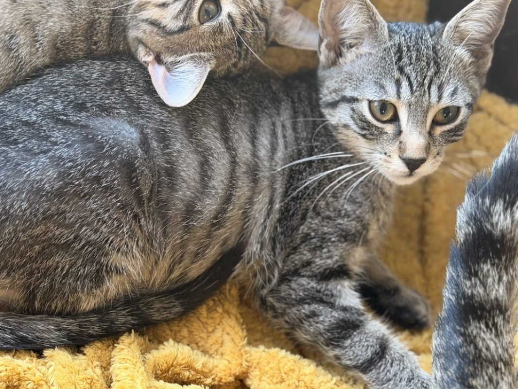 Tigrouille - Chat Européen à adopter