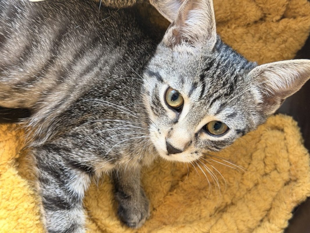 Tigrouille - Chat Européen à adopter - photo 2