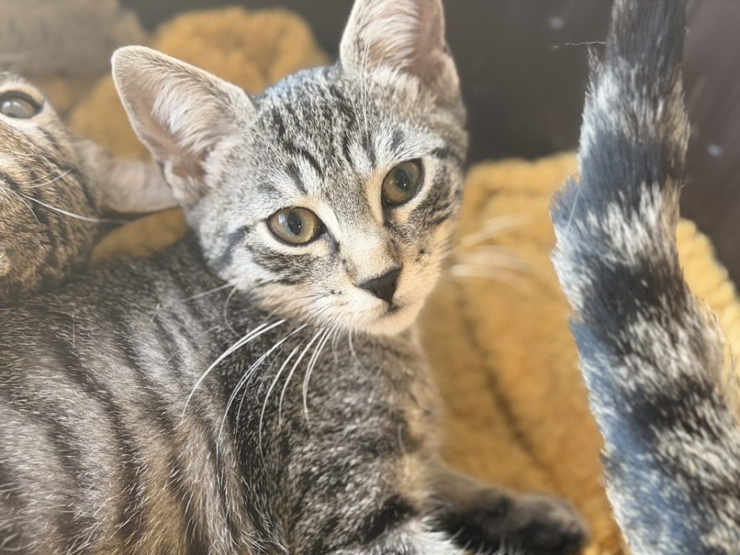 Tigrouille - Chat Européen à adopter - photo 4