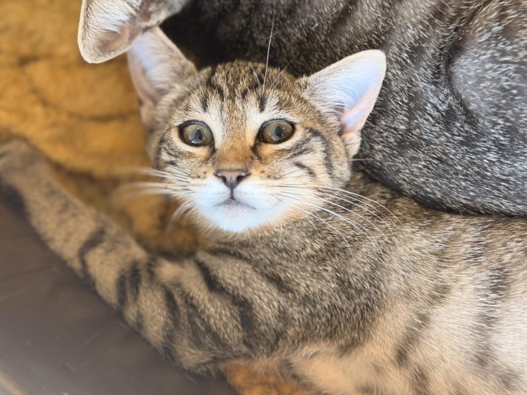 Tetouille - Chat Européen à adopter