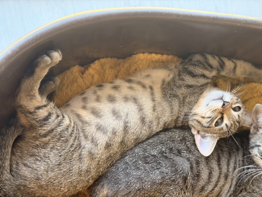 Tetouille - Chat Européen à adopter - photo 2