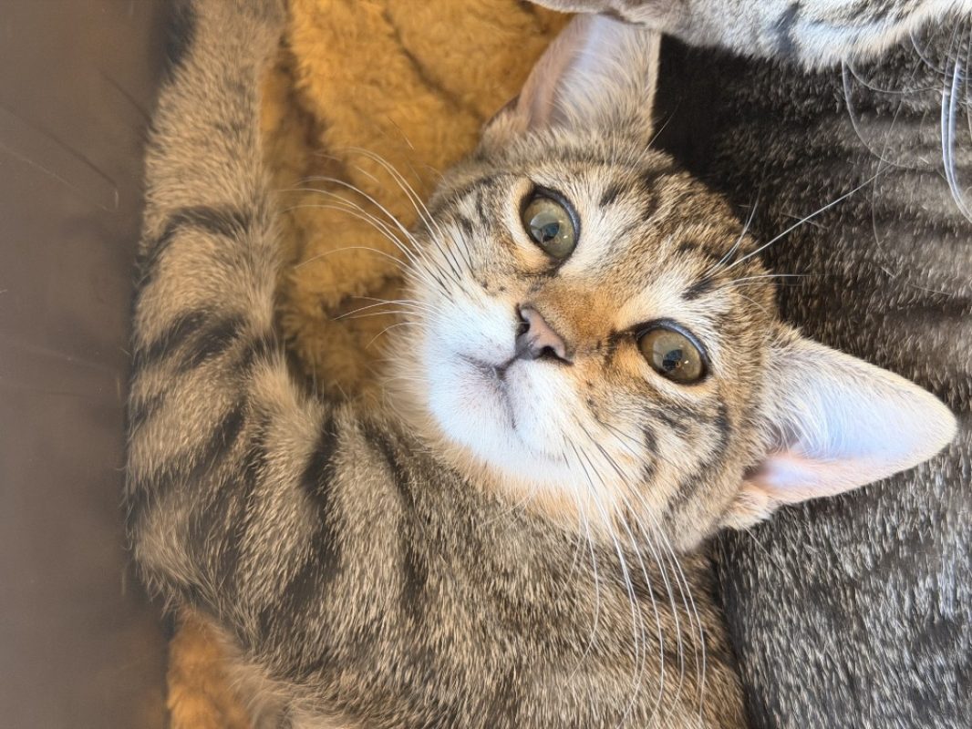 Tetouille - Chat Européen à adopter - photo 4