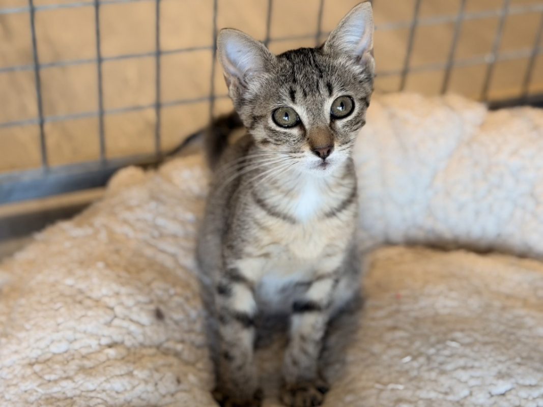 Crachouille - Chat Européen à adopter