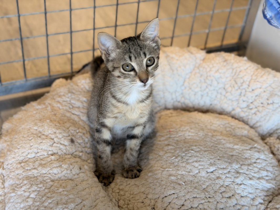 Crachouille - Chat Européen à adopter - photo 2