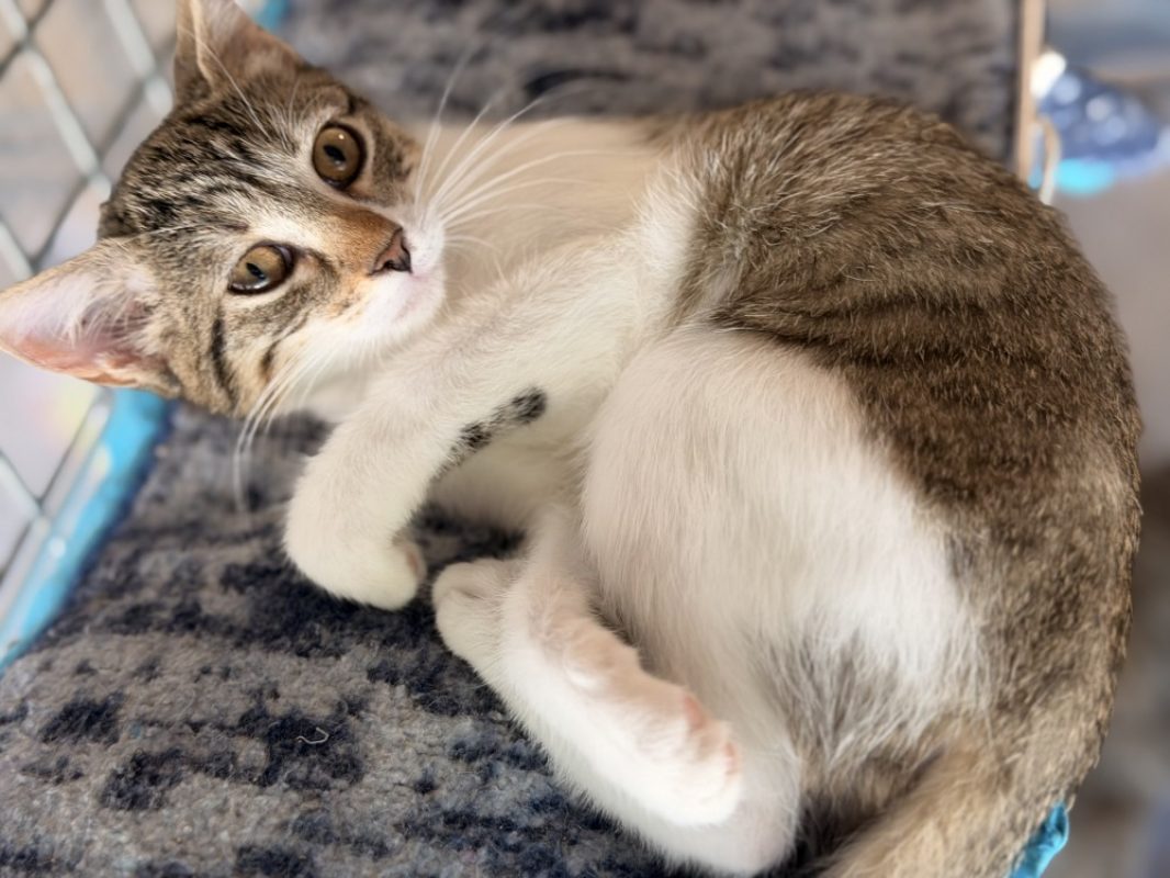 Ambrouille - Chat Européen à adopter