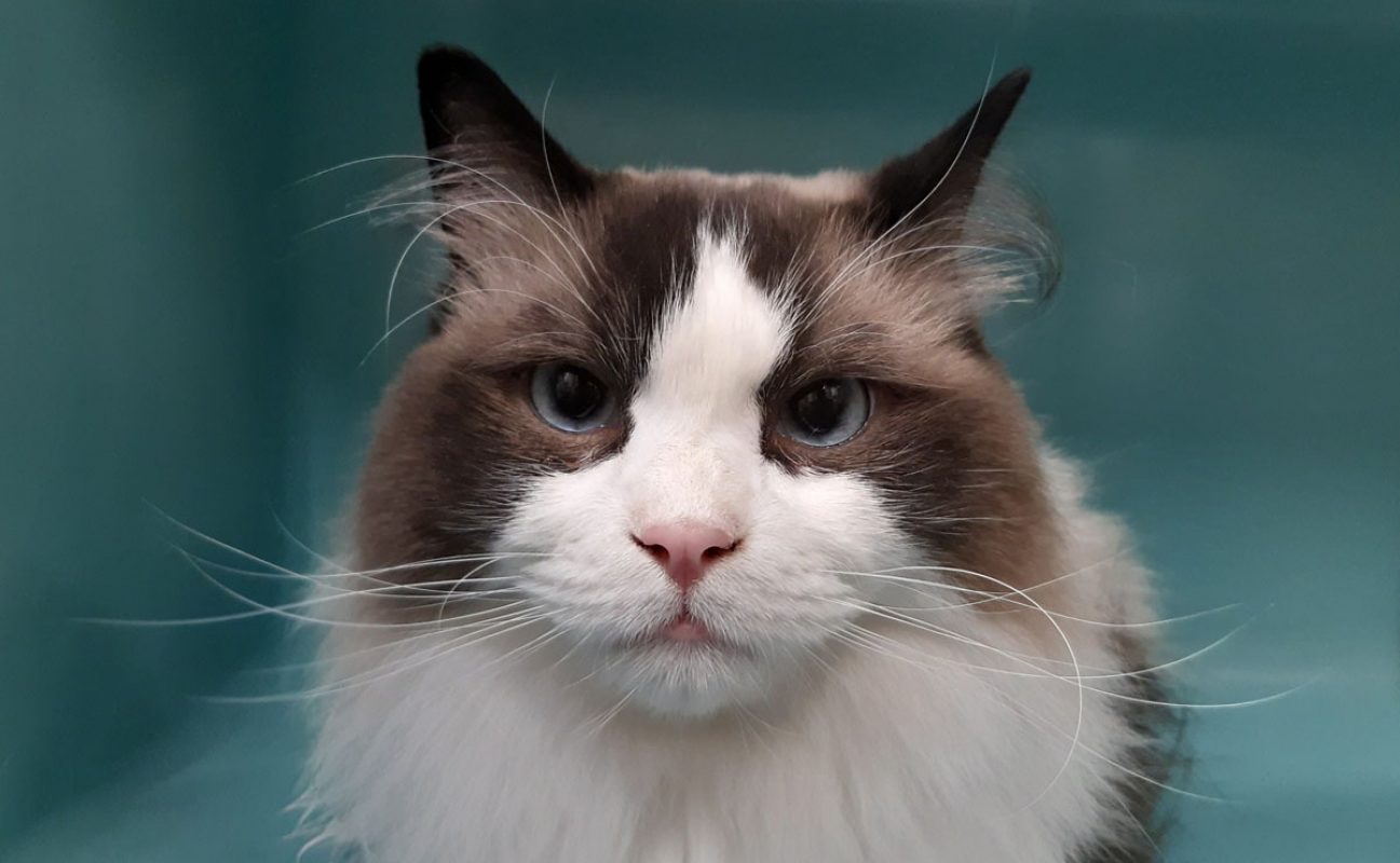 Ulyne - Chat Ragdoll à adopter