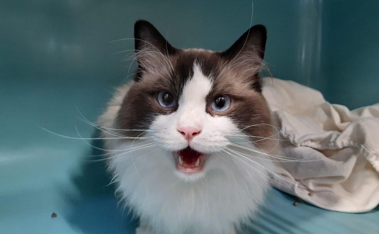 Ulyne - Chat Ragdoll à adopter - photo 2