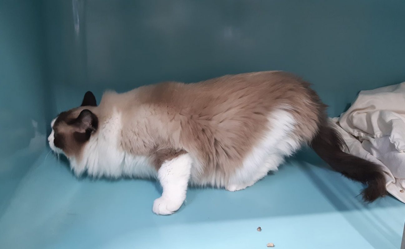 Ulyne - Chat Ragdoll à adopter - photo 3