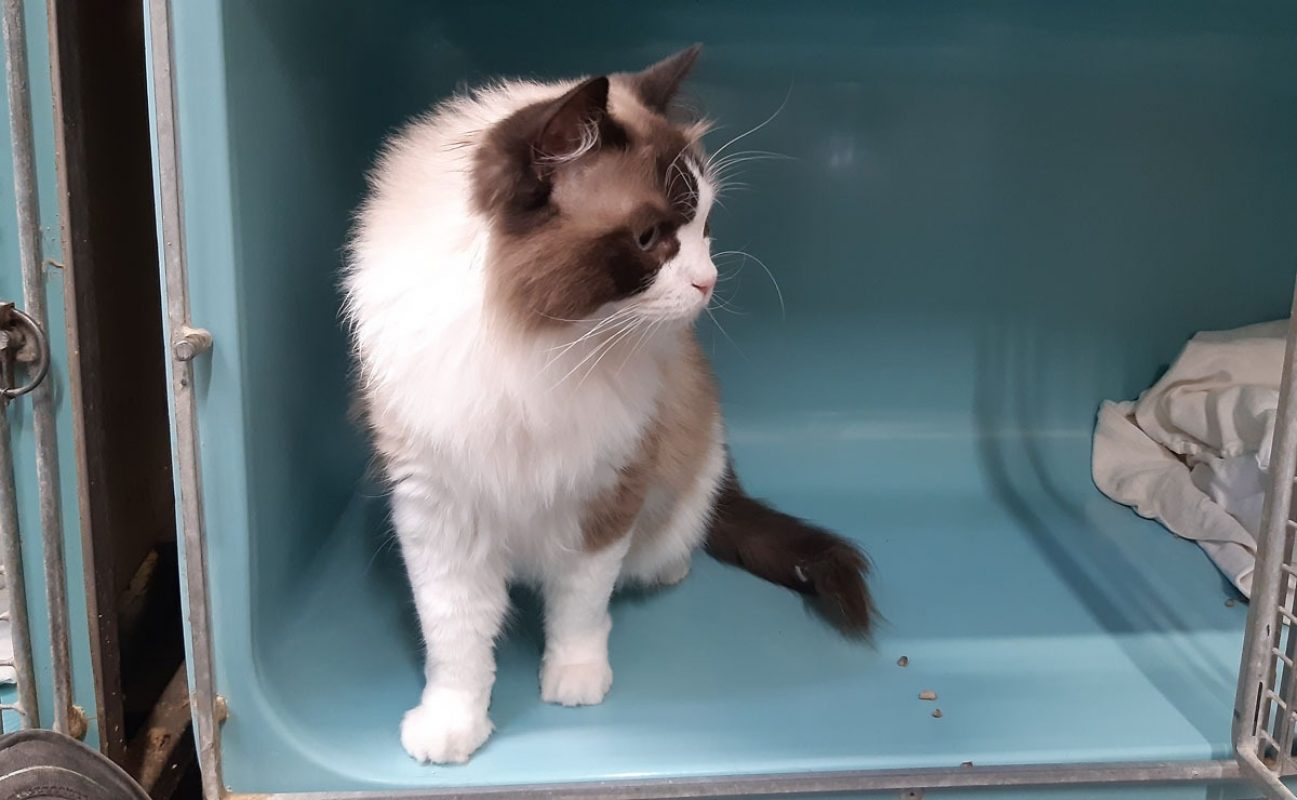 Ulyne - Chat Ragdoll à adopter - photo 4