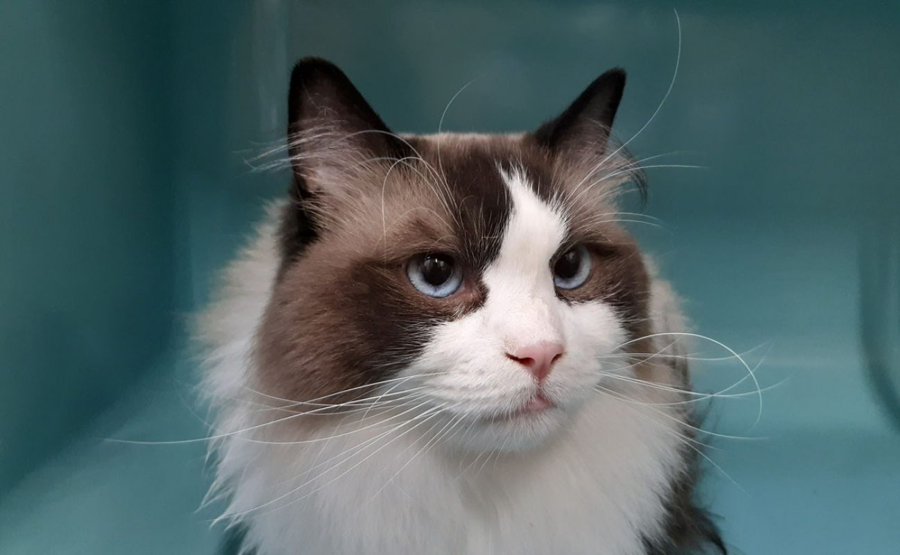 Ulyne - Chat Ragdoll à adopter - photo 5