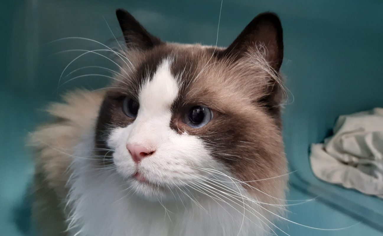 Ulyne - Chat Ragdoll à adopter - photo 6