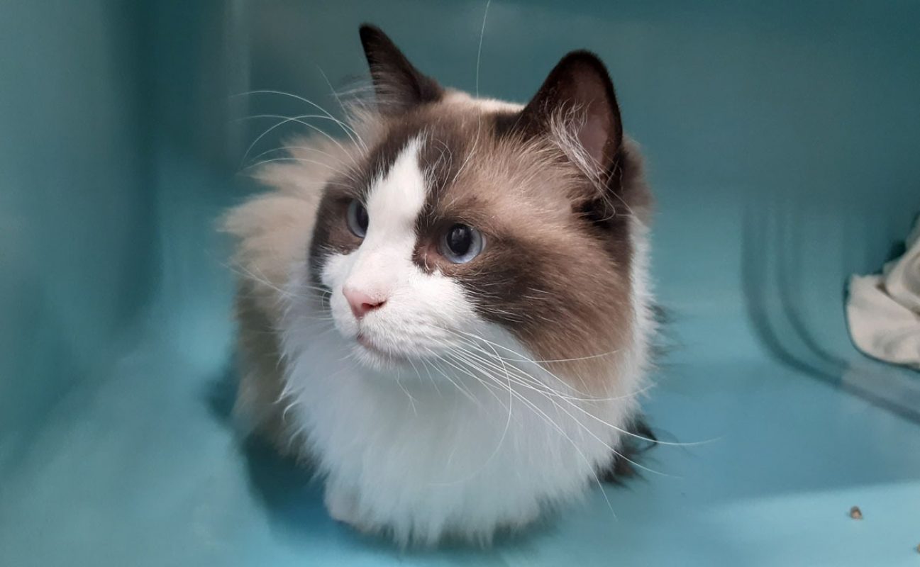 Ulyne - Chat Ragdoll à adopter - photo 7