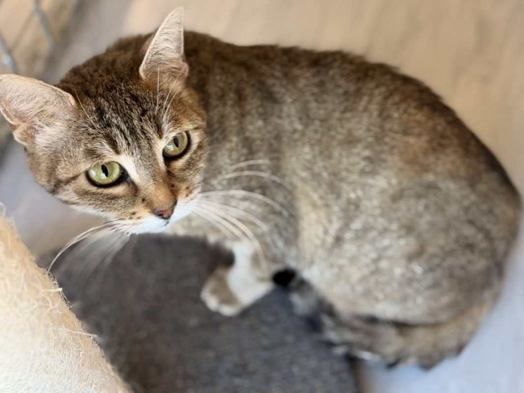 Debrouille - Chat Européen à adopter