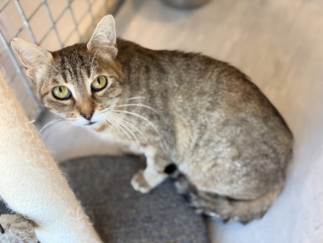Debrouille - Chat Européen à adopter - photo 2
