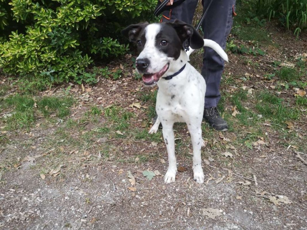 Aros réservé - Chien à adopter