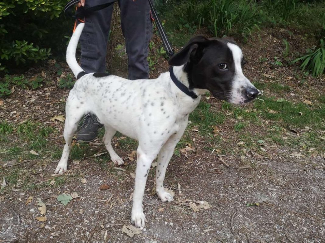 Aros réservé - Chien à adopter - photo 2
