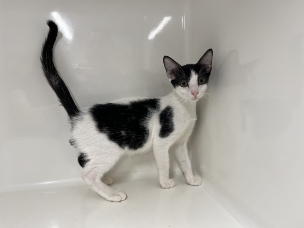 Bill - Chat Européen à adopter