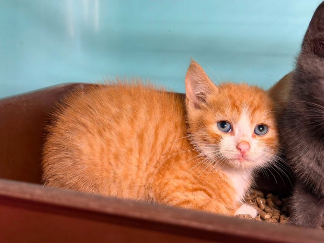 Aramis - Chat Européen à adopter